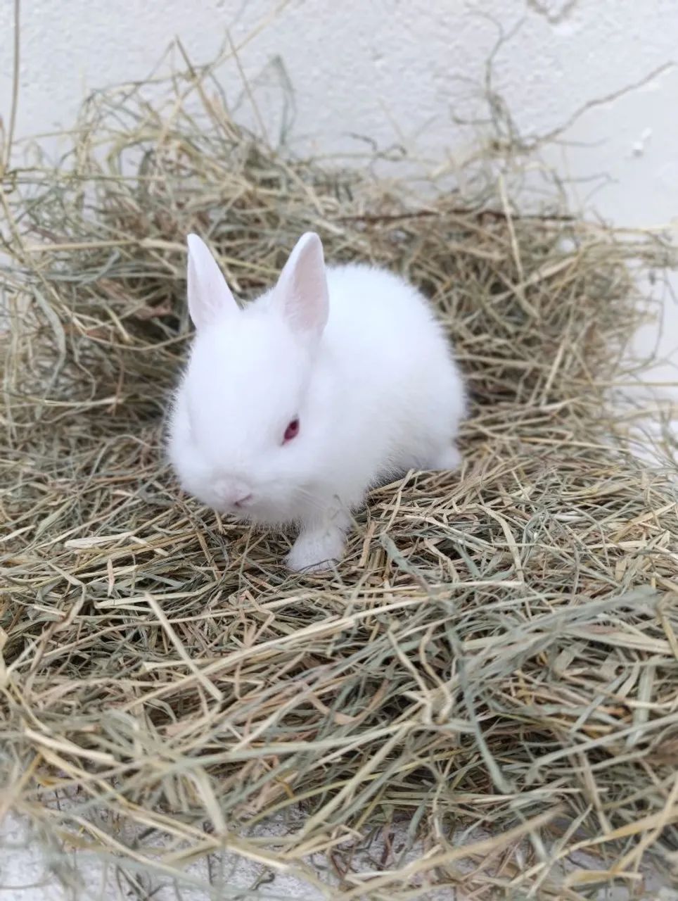 Filhote de Netherland Dwarf Albino  - Foto 2