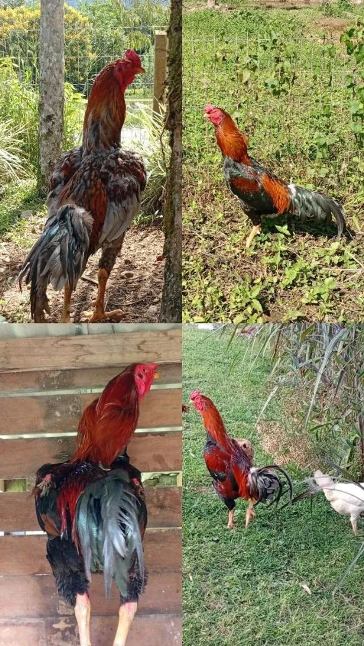 Ovos Galados  - Foto 2