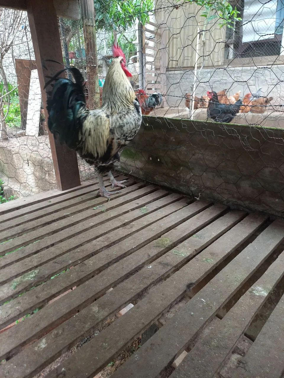 Frango  - Foto 5