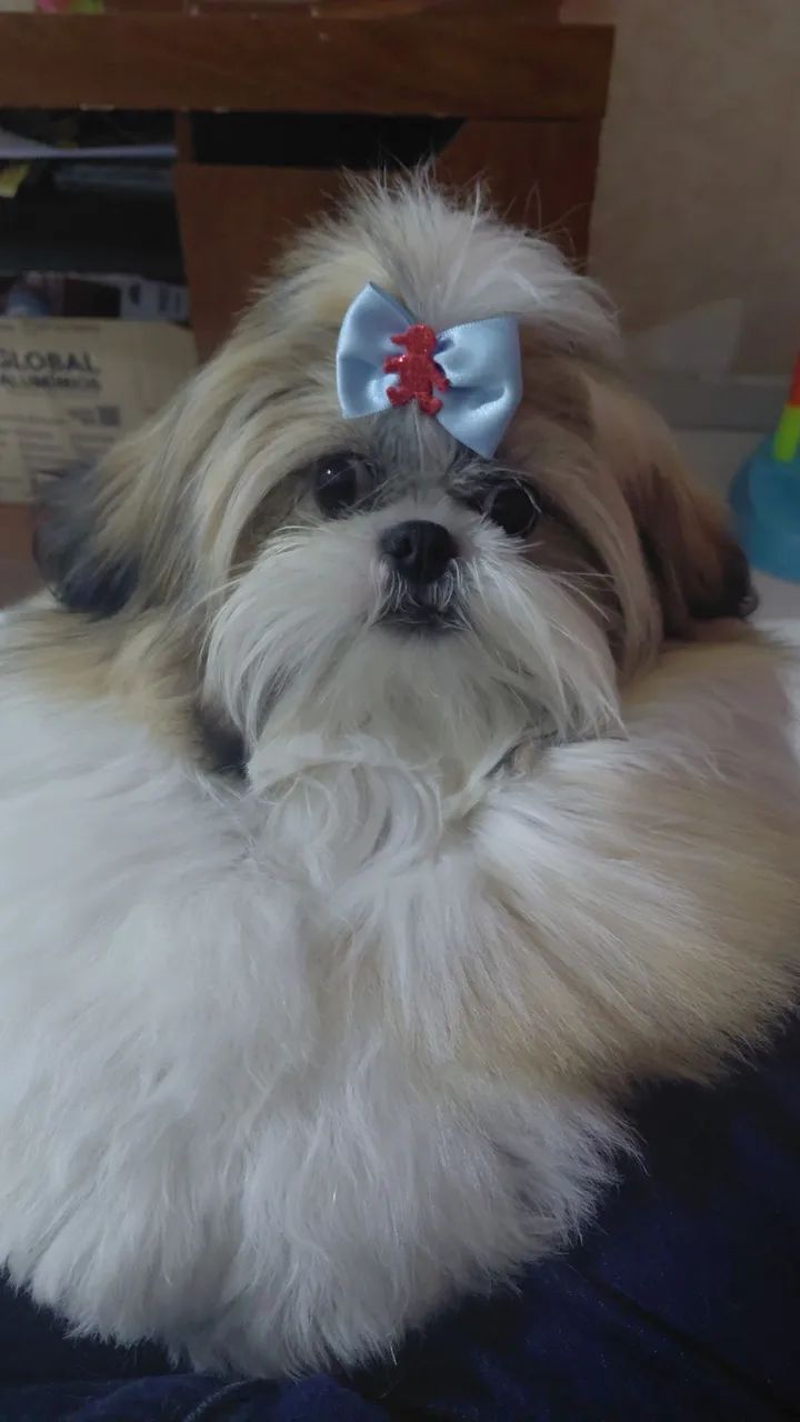 Shih tzu pra cruzar 