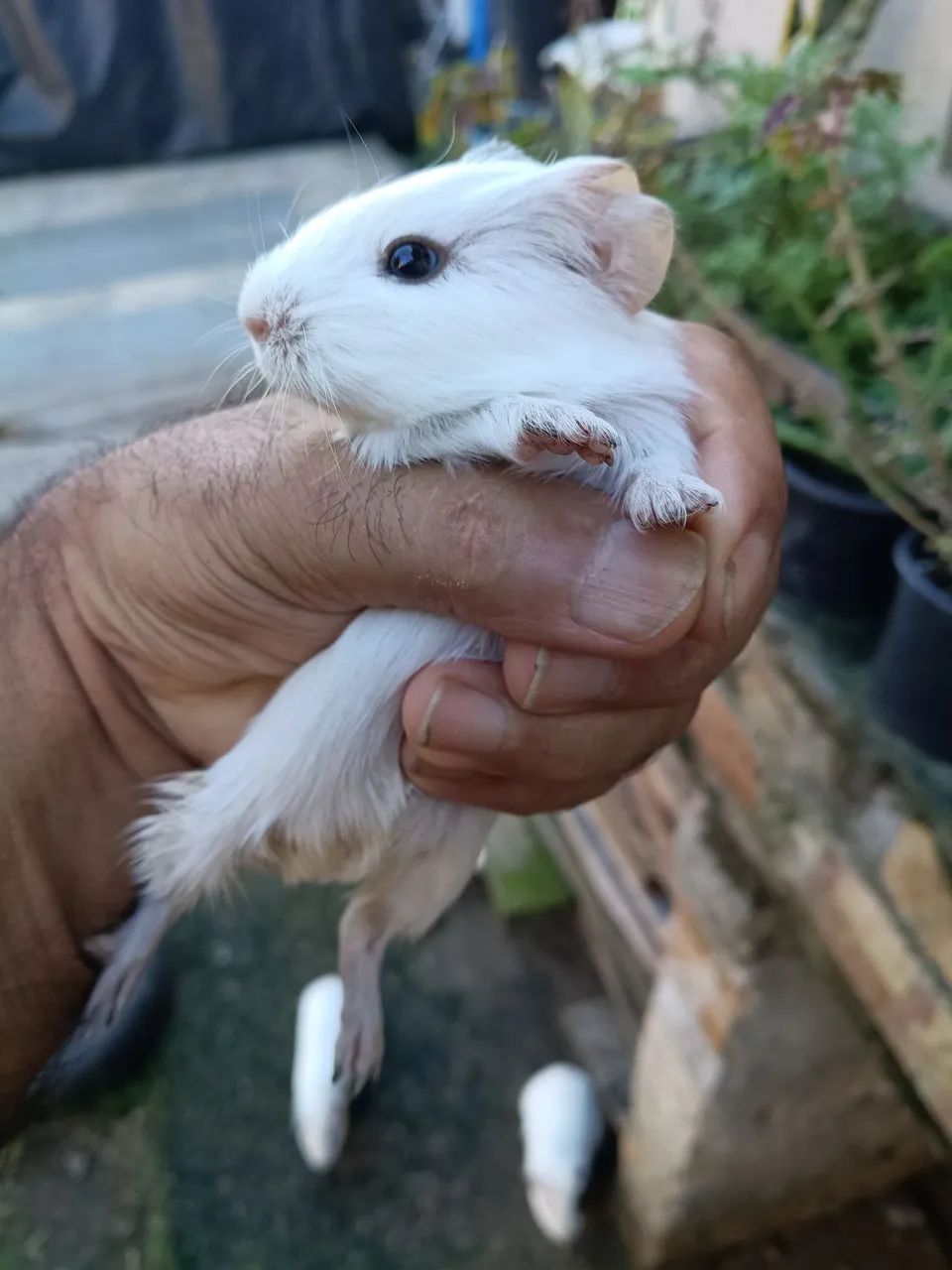 Porquinho da índia 