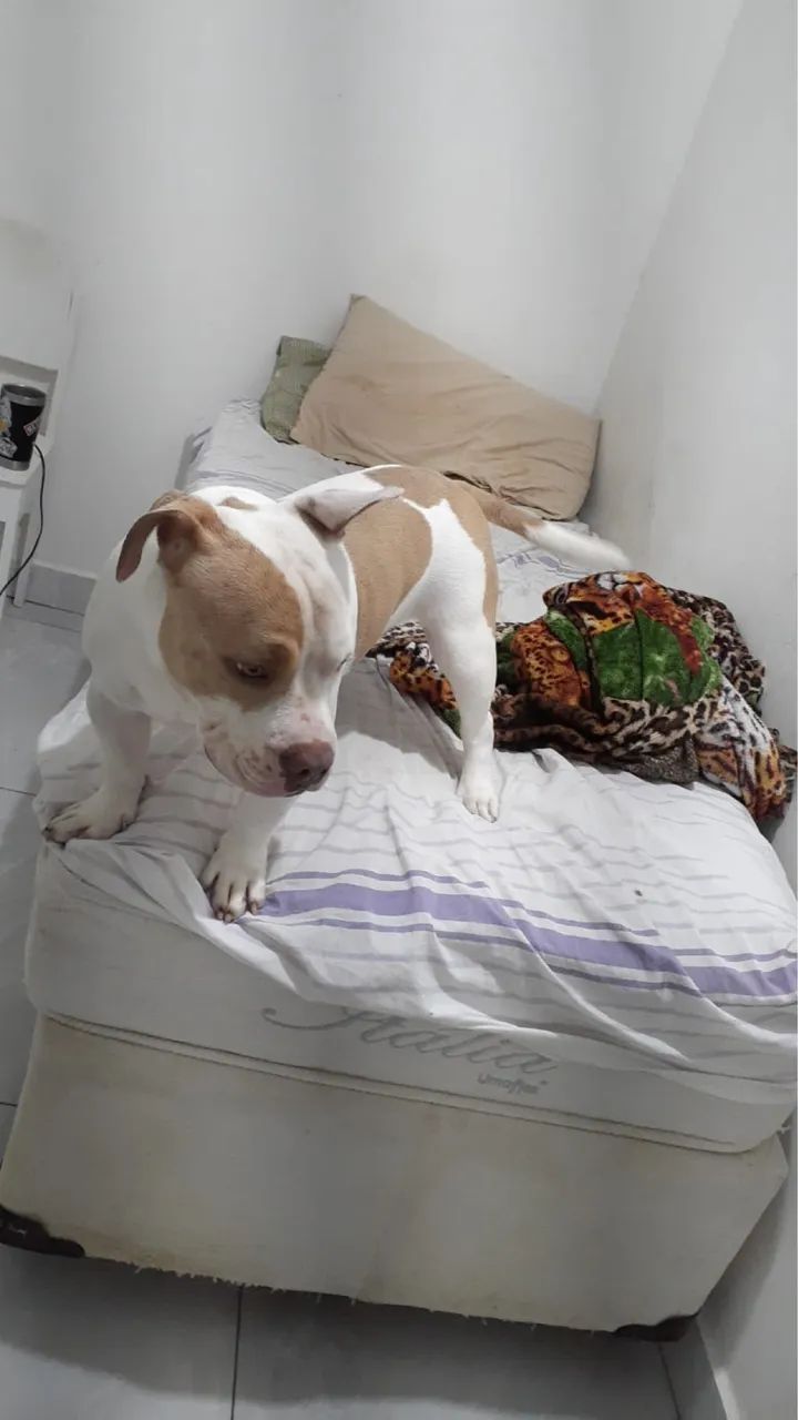 Duas cachorro American Bully