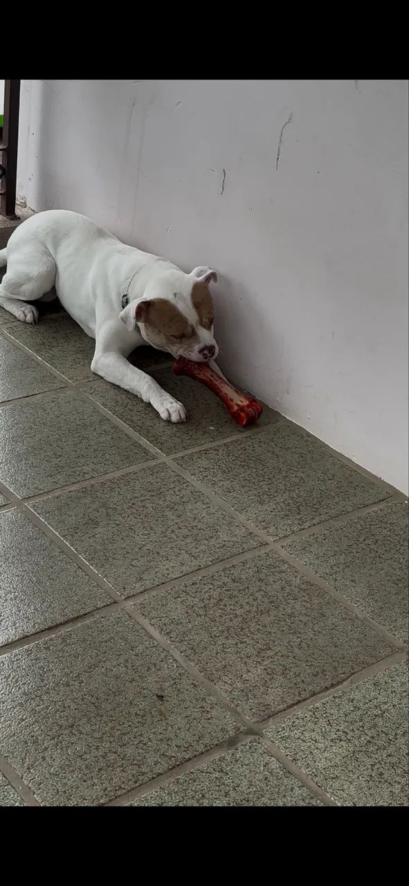 Vendo Pit bul  - Foto 3