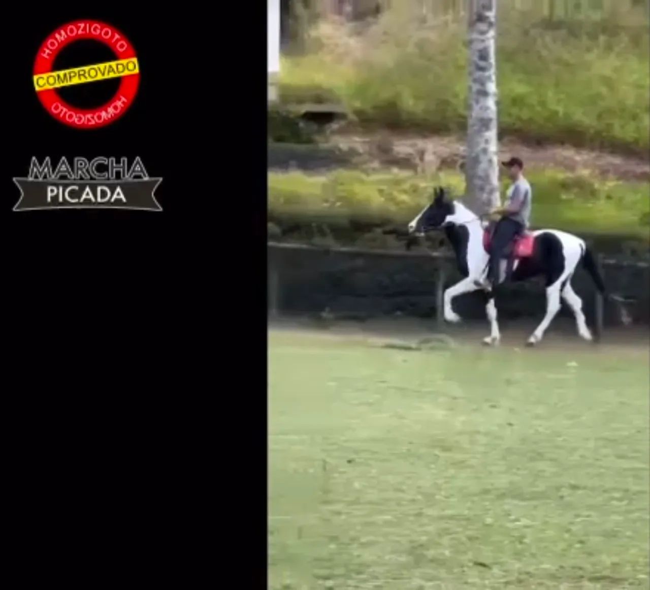 Vendo potra pampa de preto mestiça de Mangalarga - Foto 4