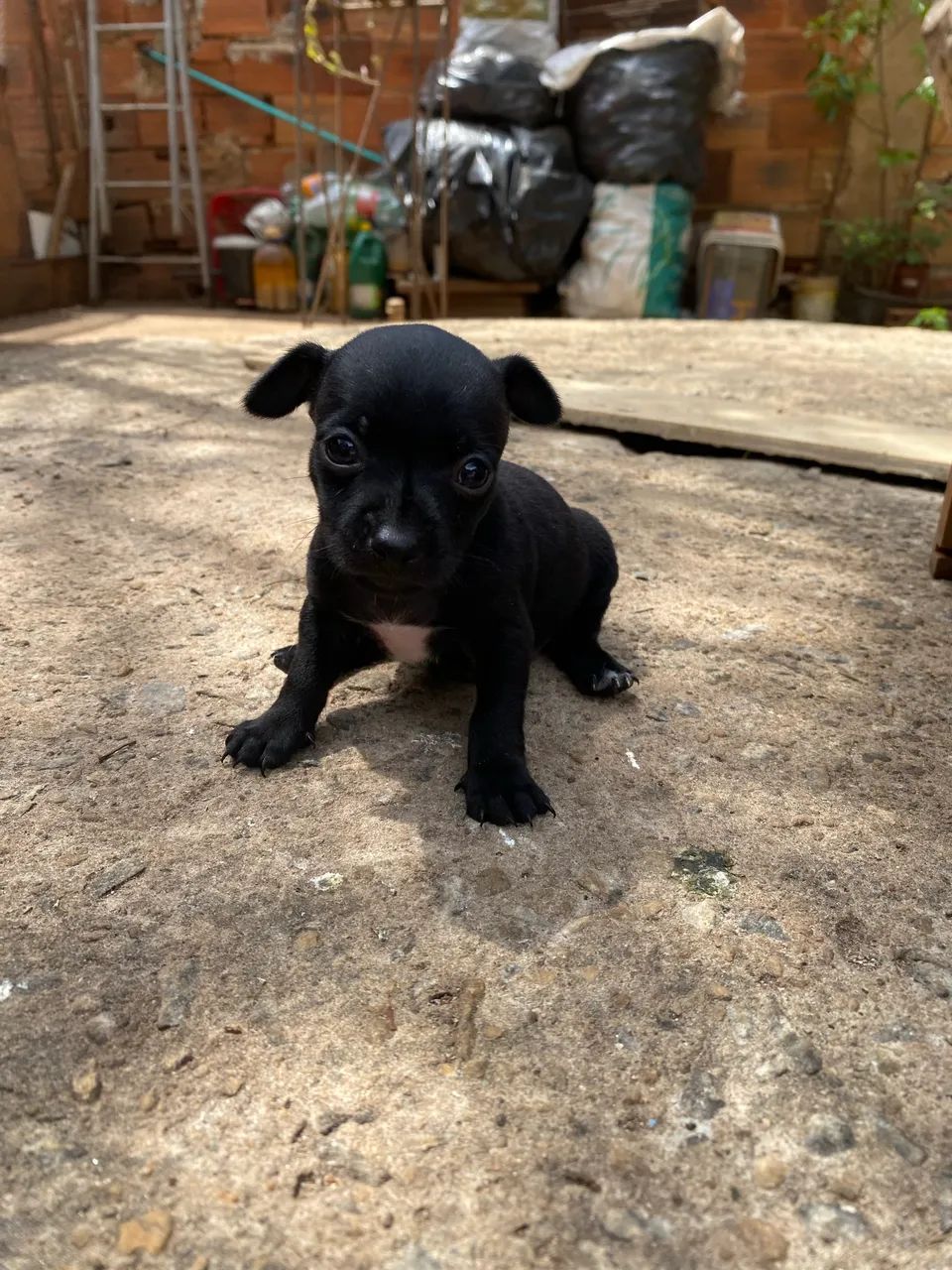Filhotes Pinscher  - Foto 3