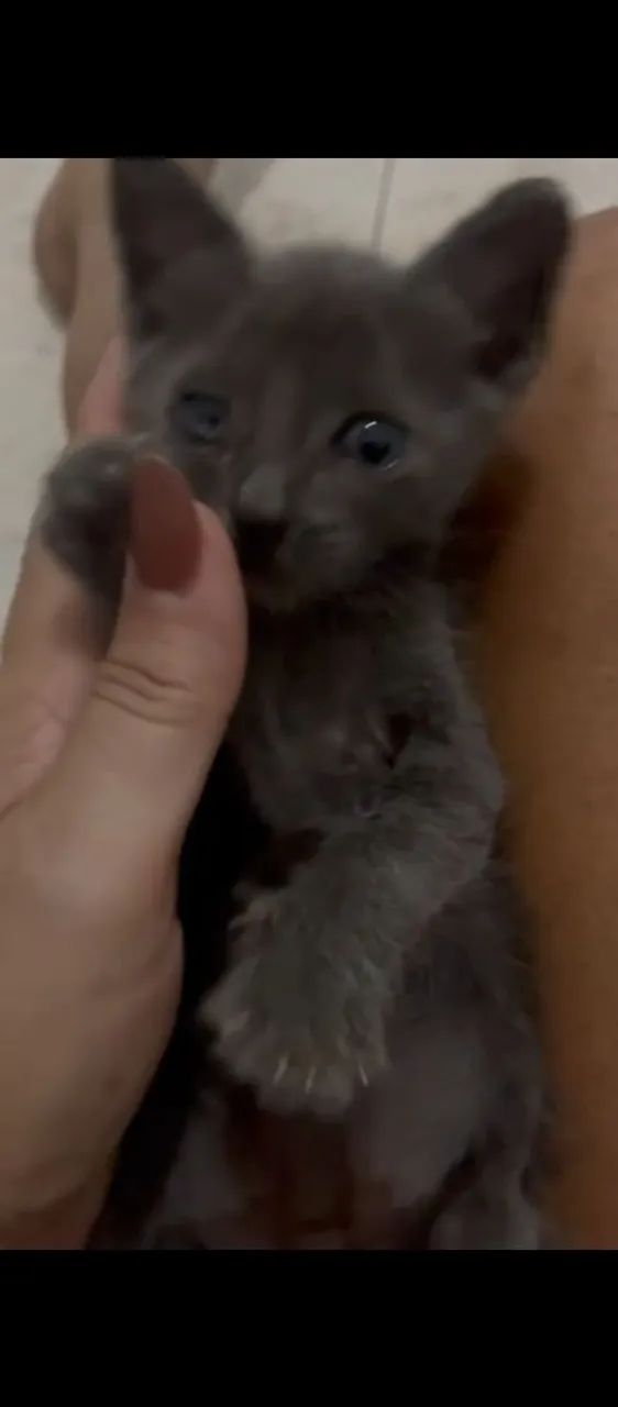 gatinho filhote  - Foto 2