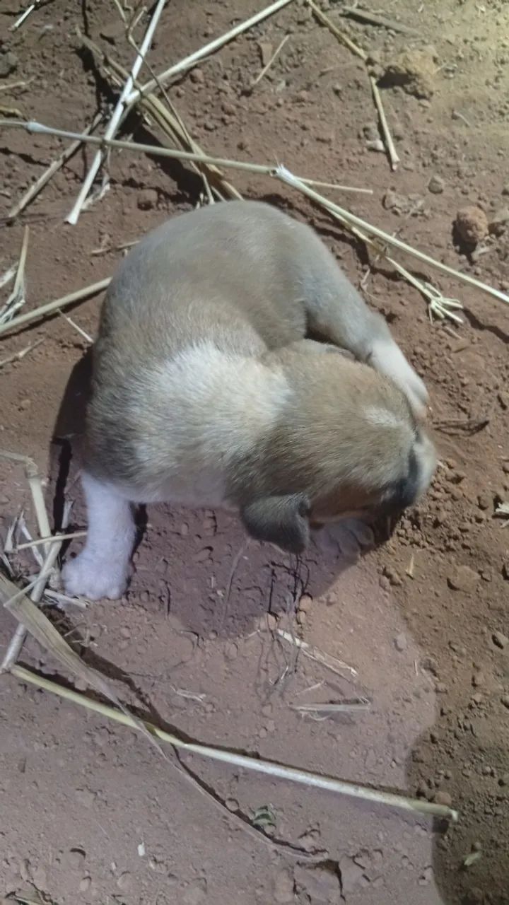 Cachorro para doação  - Foto 5
