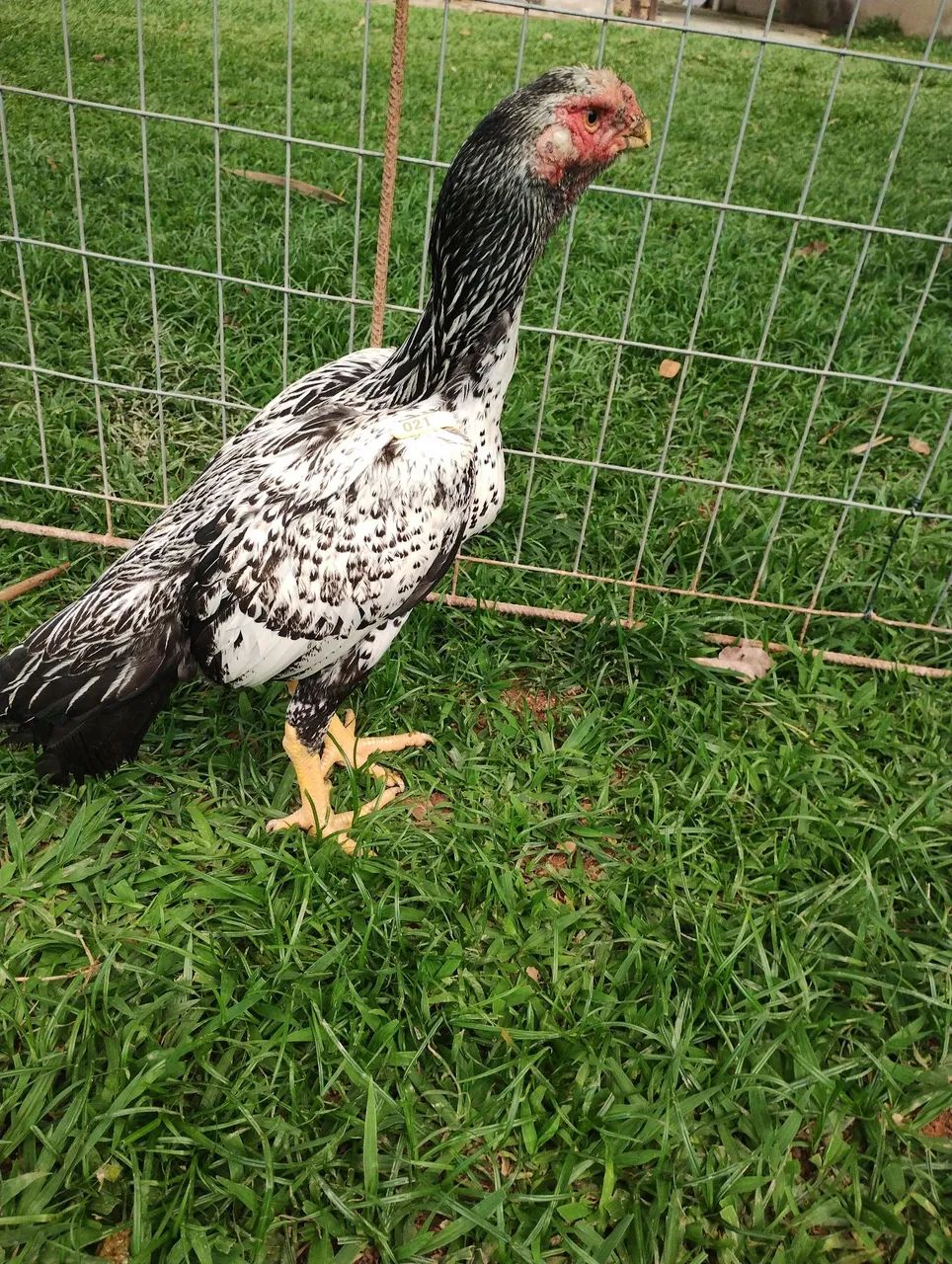 Frango índio bico curto  - Foto 3