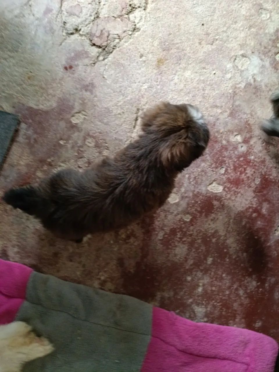 Vendas de shitiso  - Foto 8