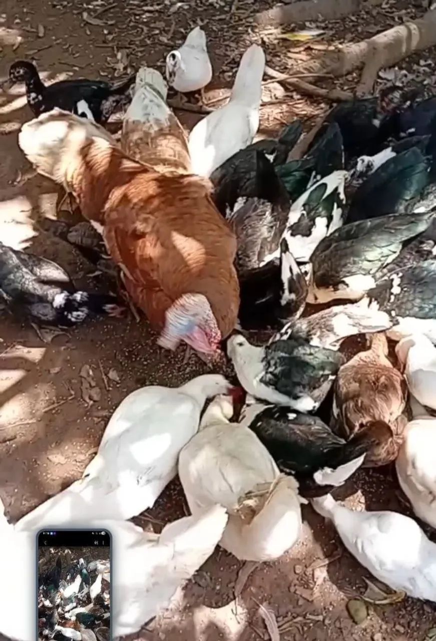 Patos e Patas - Foto 2
