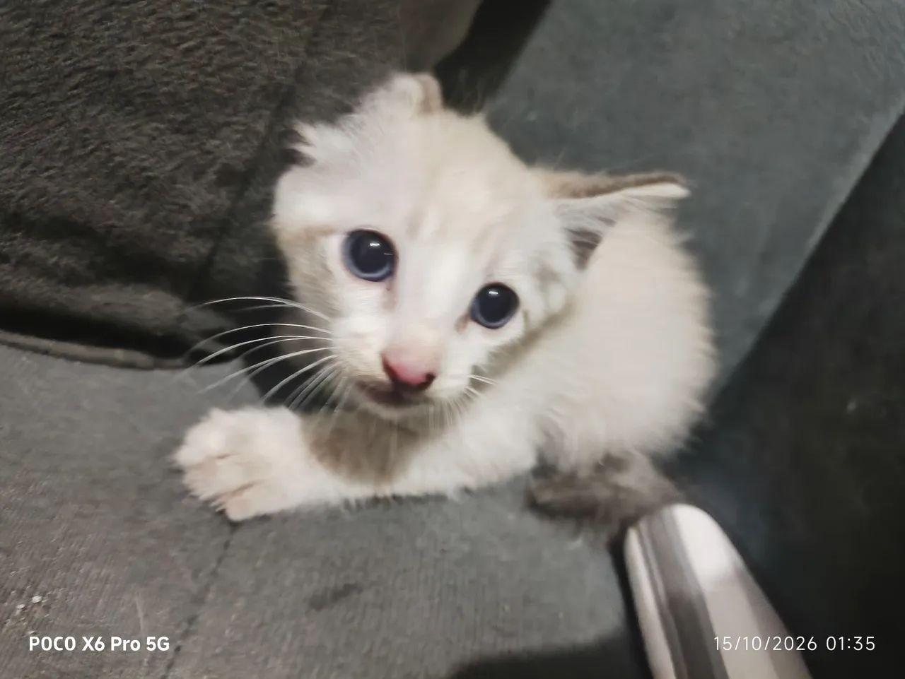 Gato para adoção  - Foto 5