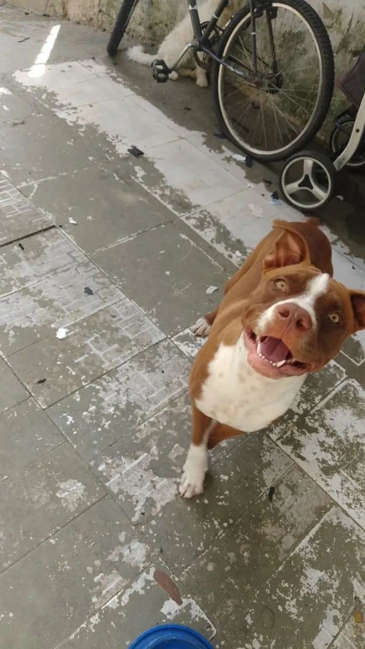Vendo Pitbull Macho , - Foto 3