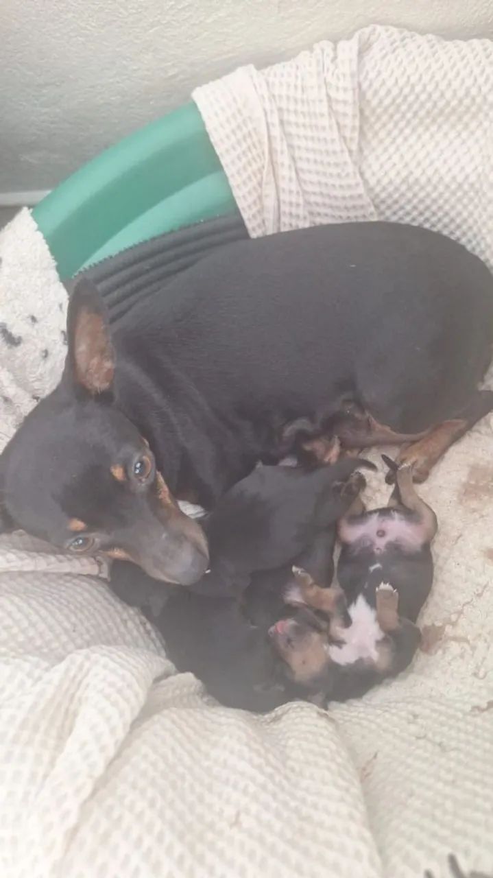 PINSCHER  - Foto 2