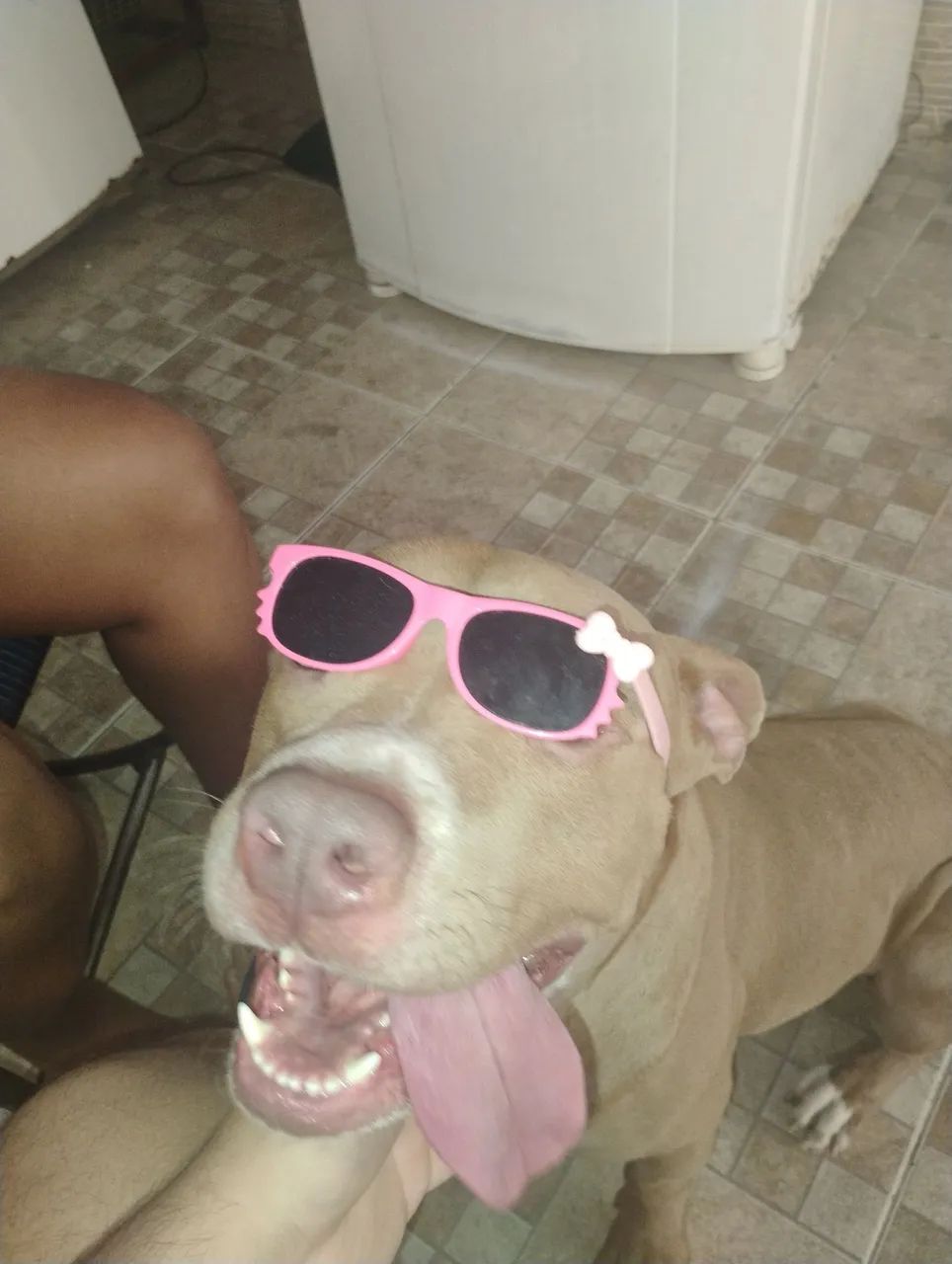Pitbull macho com 2 anos - Foto 2