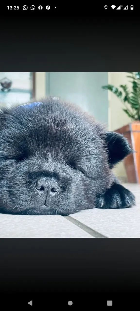 Chowchow  - Foto 4
