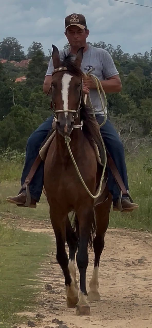 Morena Franca do Criatório RWS égua Mangalarga Paulista - Foto 5