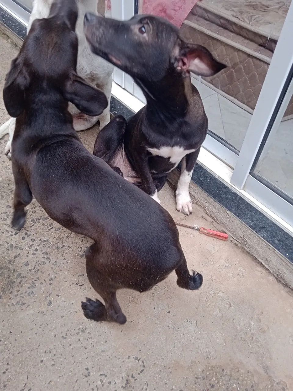 Filhotes cachorro para doação  - Foto 3