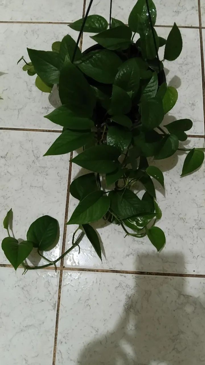 Plantas pendentes  - Foto 3