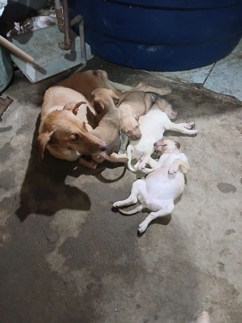 Adoção  - Foto 2