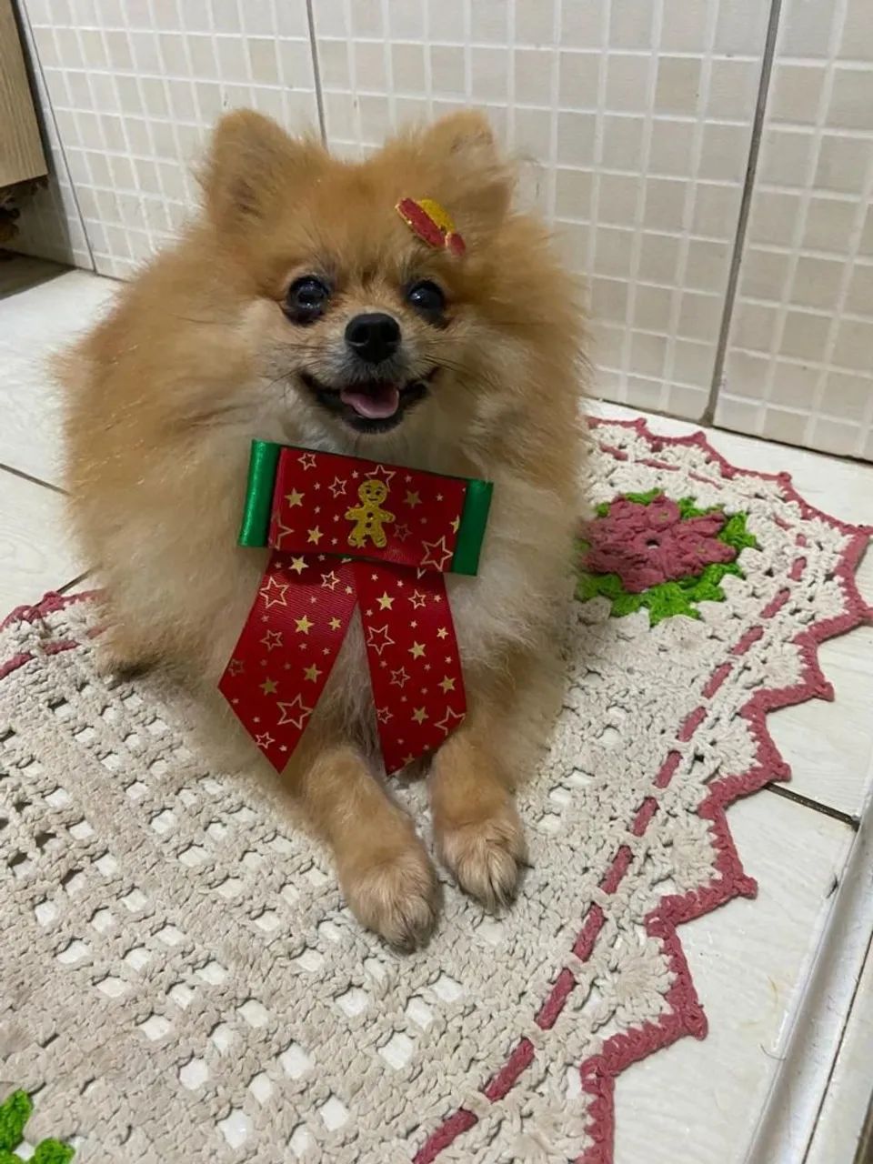 Lulu da Pomerânia  - Foto 5