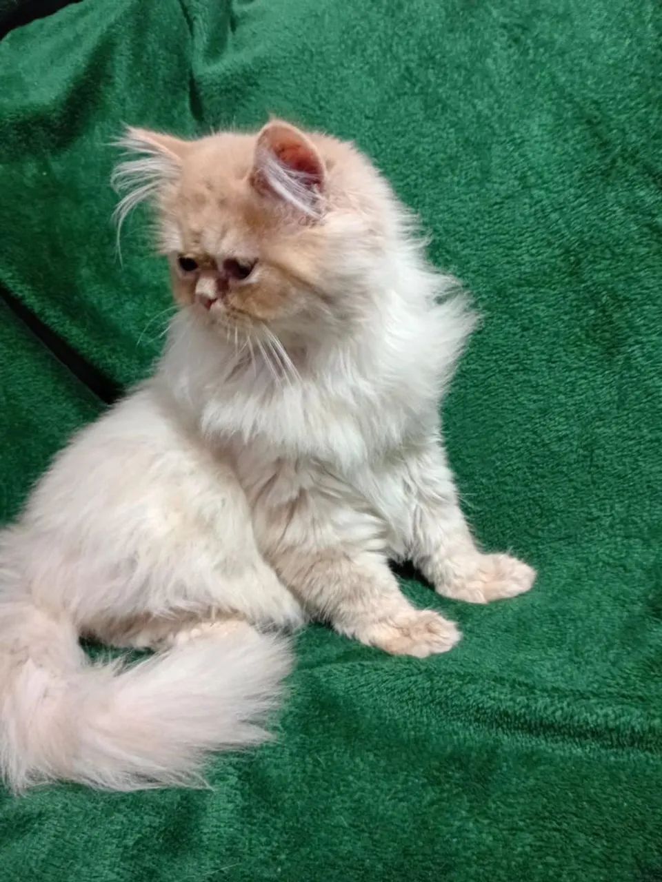 Gato Persa 8 meses - Não castrado