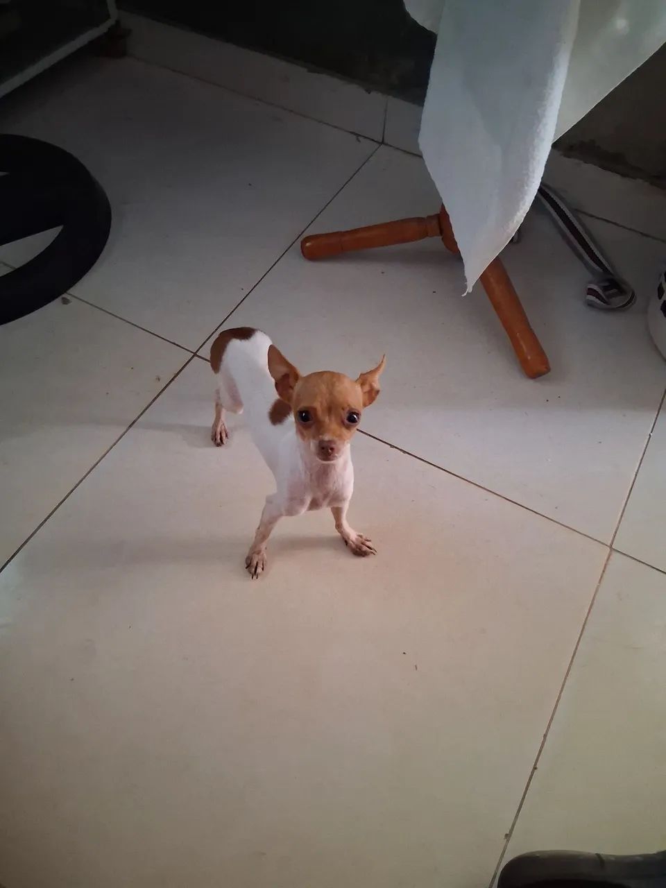 Vendo uma  pincher  - Foto 2