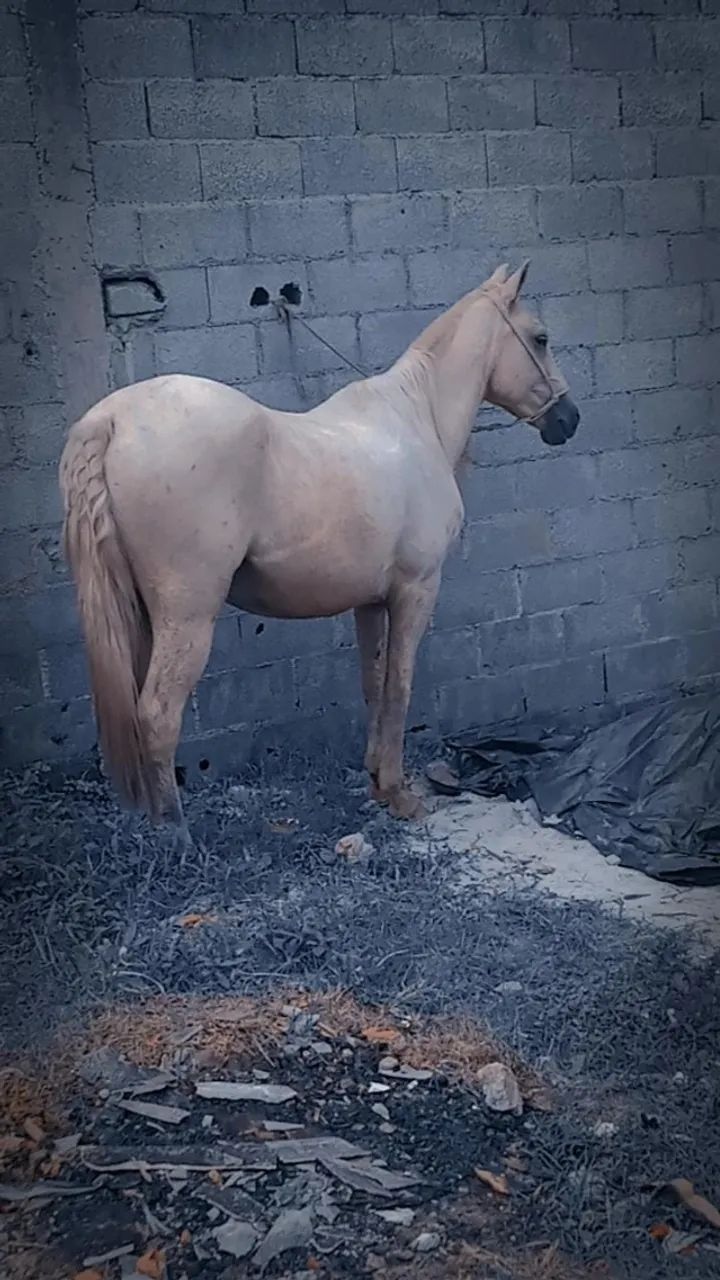Cavalo 