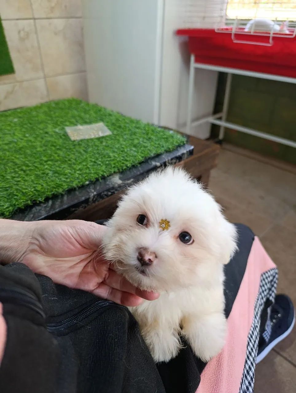 Maltês Mini macho - Foto 4