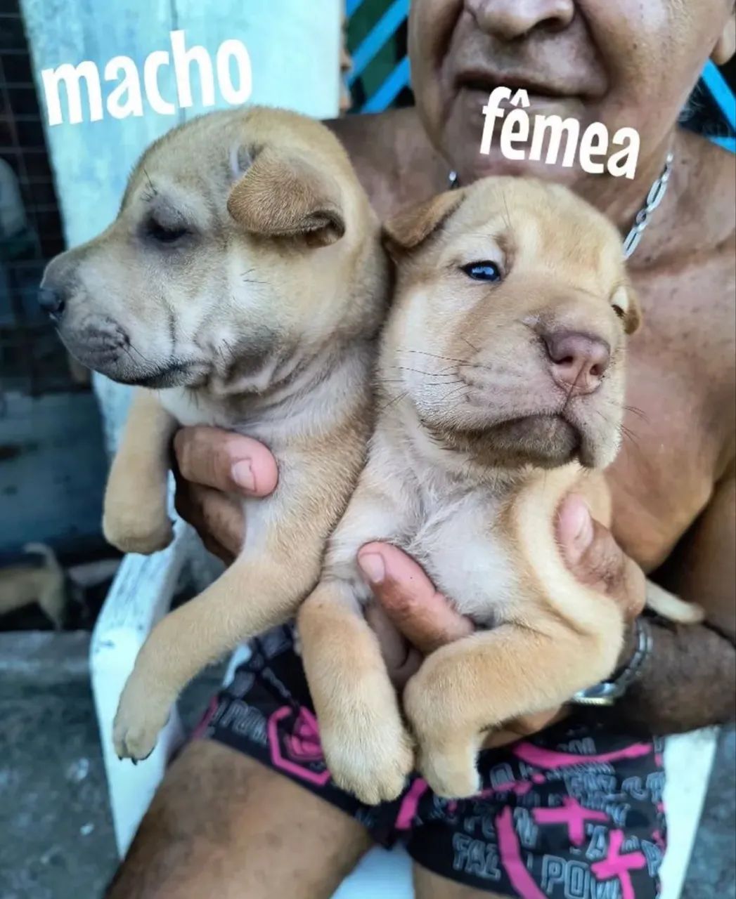 Sharpei  - Foto 2