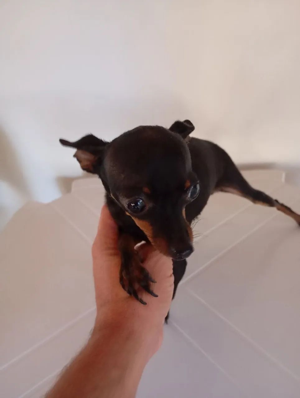 Pinscher fêmea ( adulta) - Foto 5