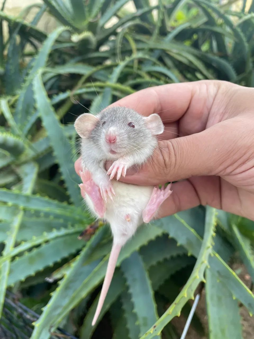 Ratos Twister filhotes Dumbo e Standard 