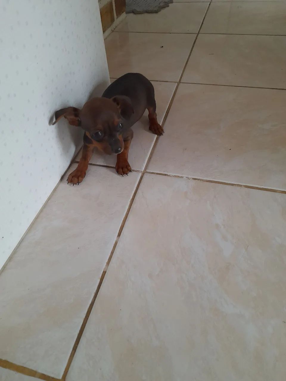 Filhotes Pinscher  - Foto 3