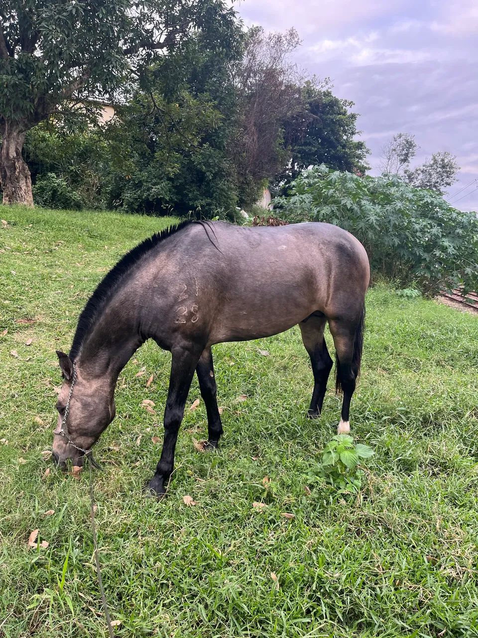 Cavalo Manga larga 