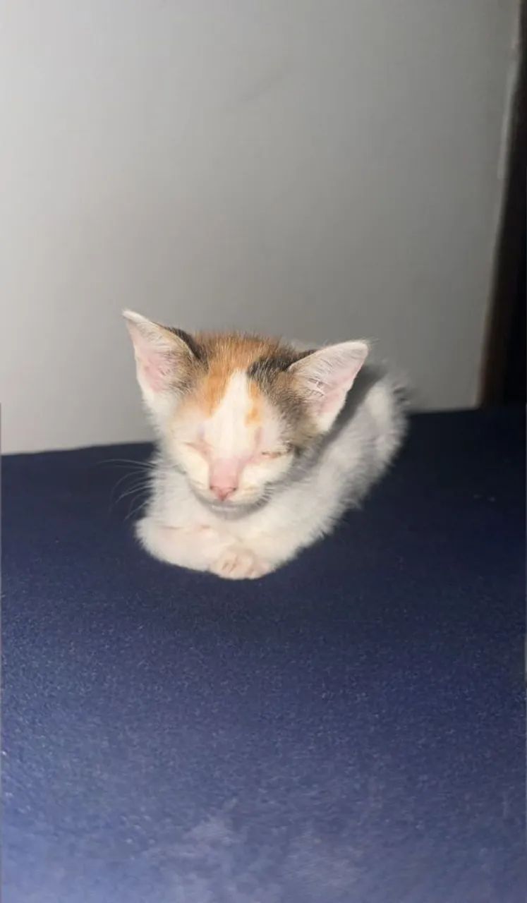 Gato doação  - Foto 2