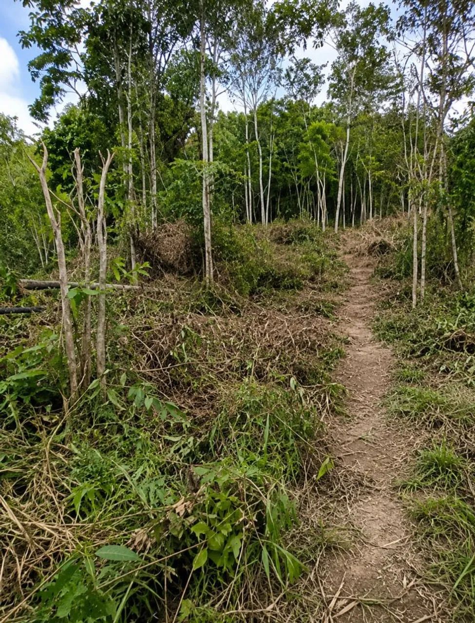 Terreno Santo Amaro da Imperatriz 1500 m2 - Foto 3