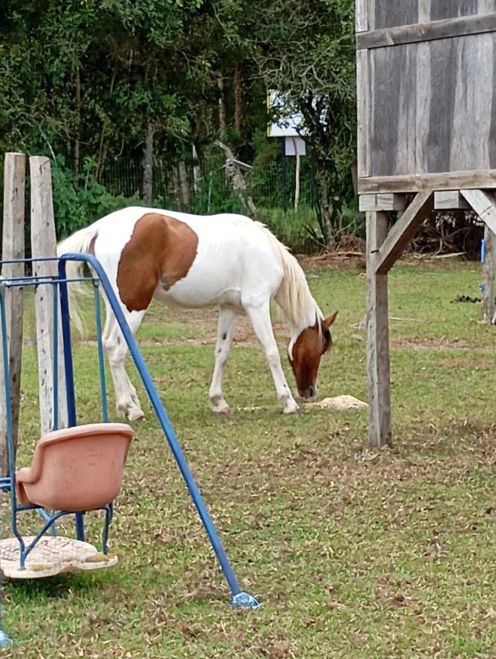 Vendo cavalo marchador  - Foto 5