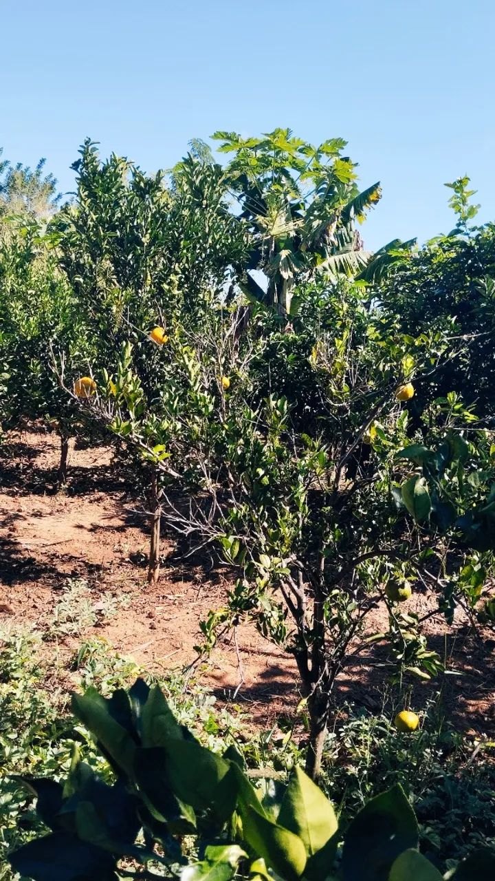 Chácara 1,160 m2 - Foto 5