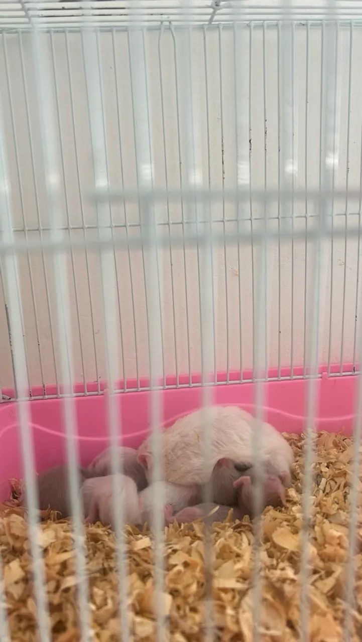 Filhote de Hamster - Foto 3