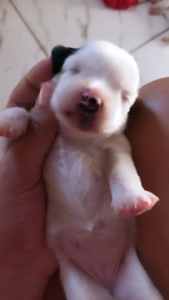 Fofinhos cachorrinhos - Foto 3