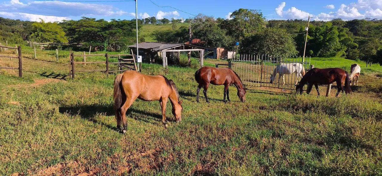 Vendo duas potras - Foto 3
