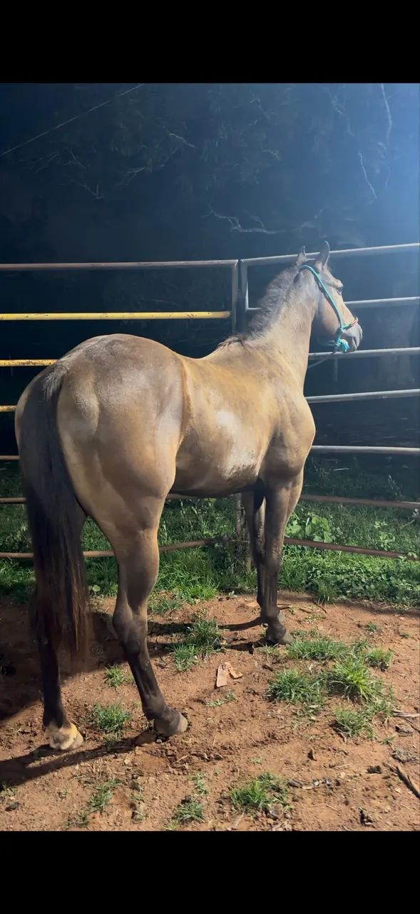Cavalo QM  pronto no laço  - Foto 2