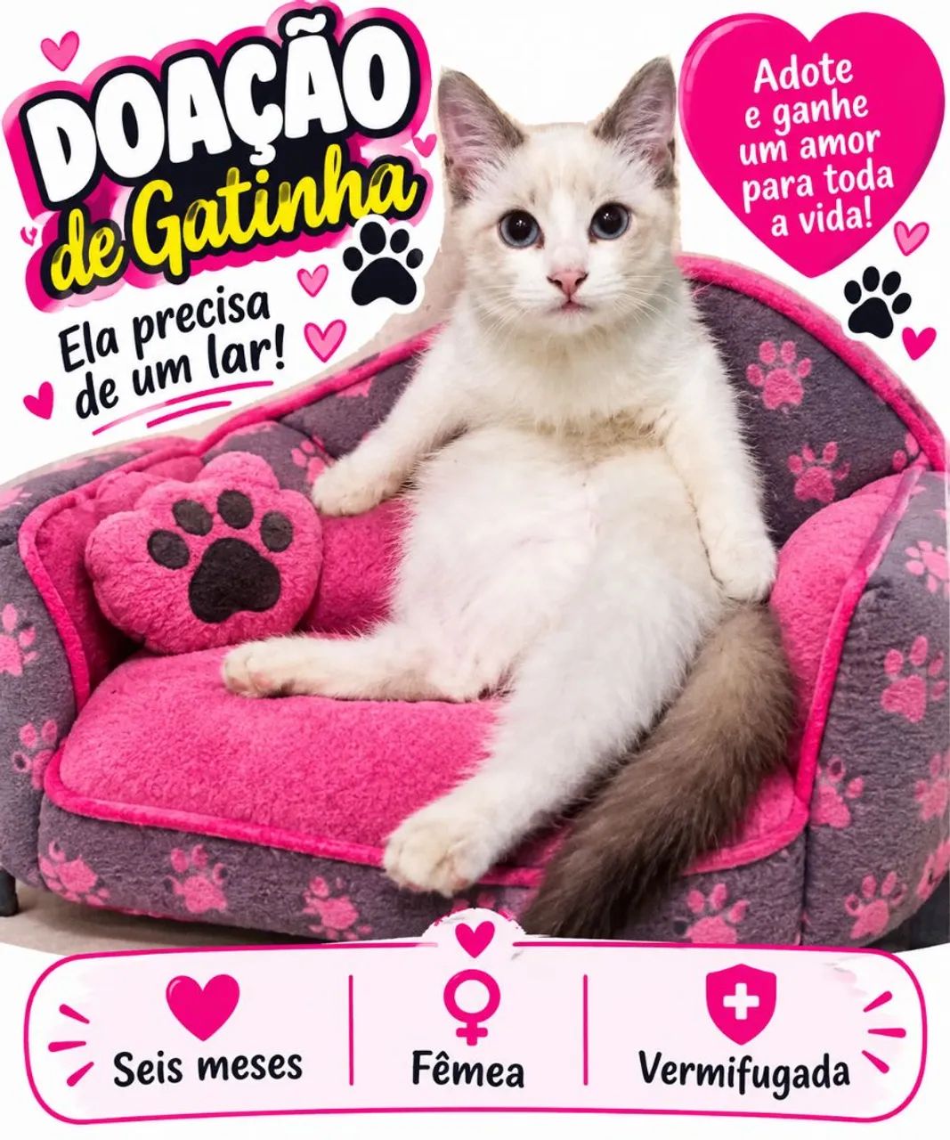 Doação de gatinha