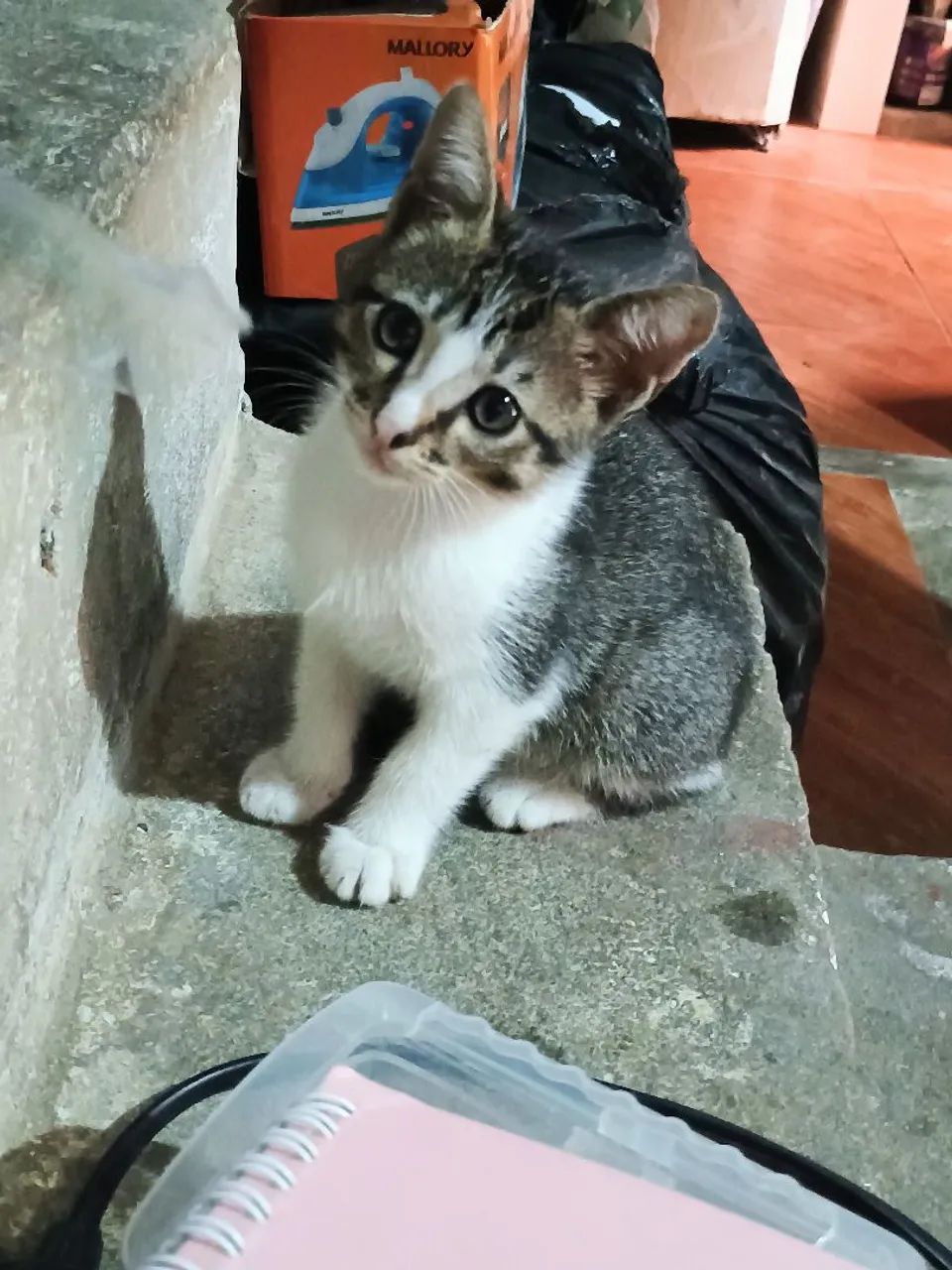 Doação filhote - Foto 4