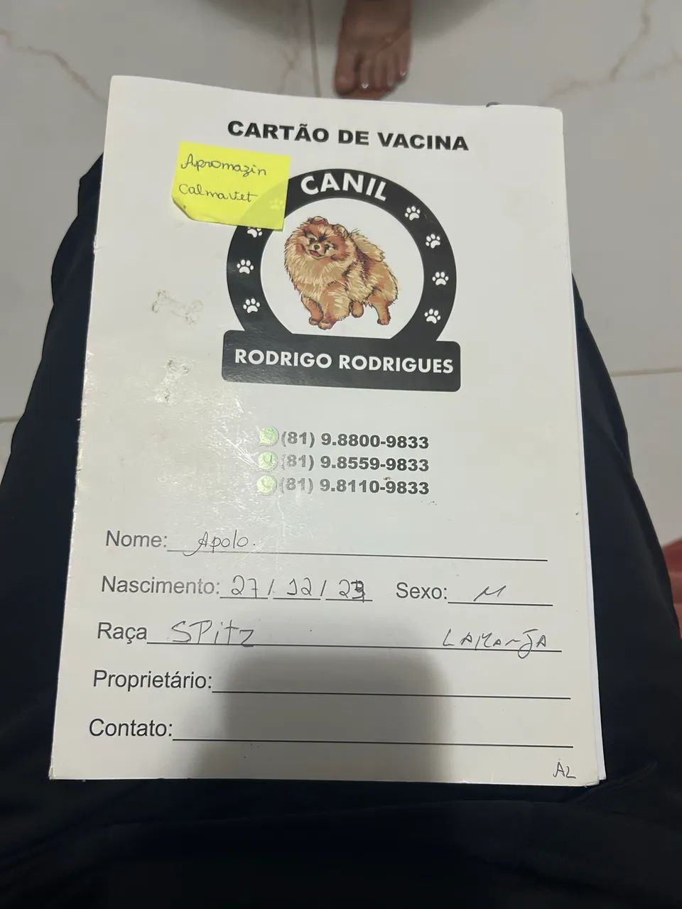 Cachorro spitz - Foto 2