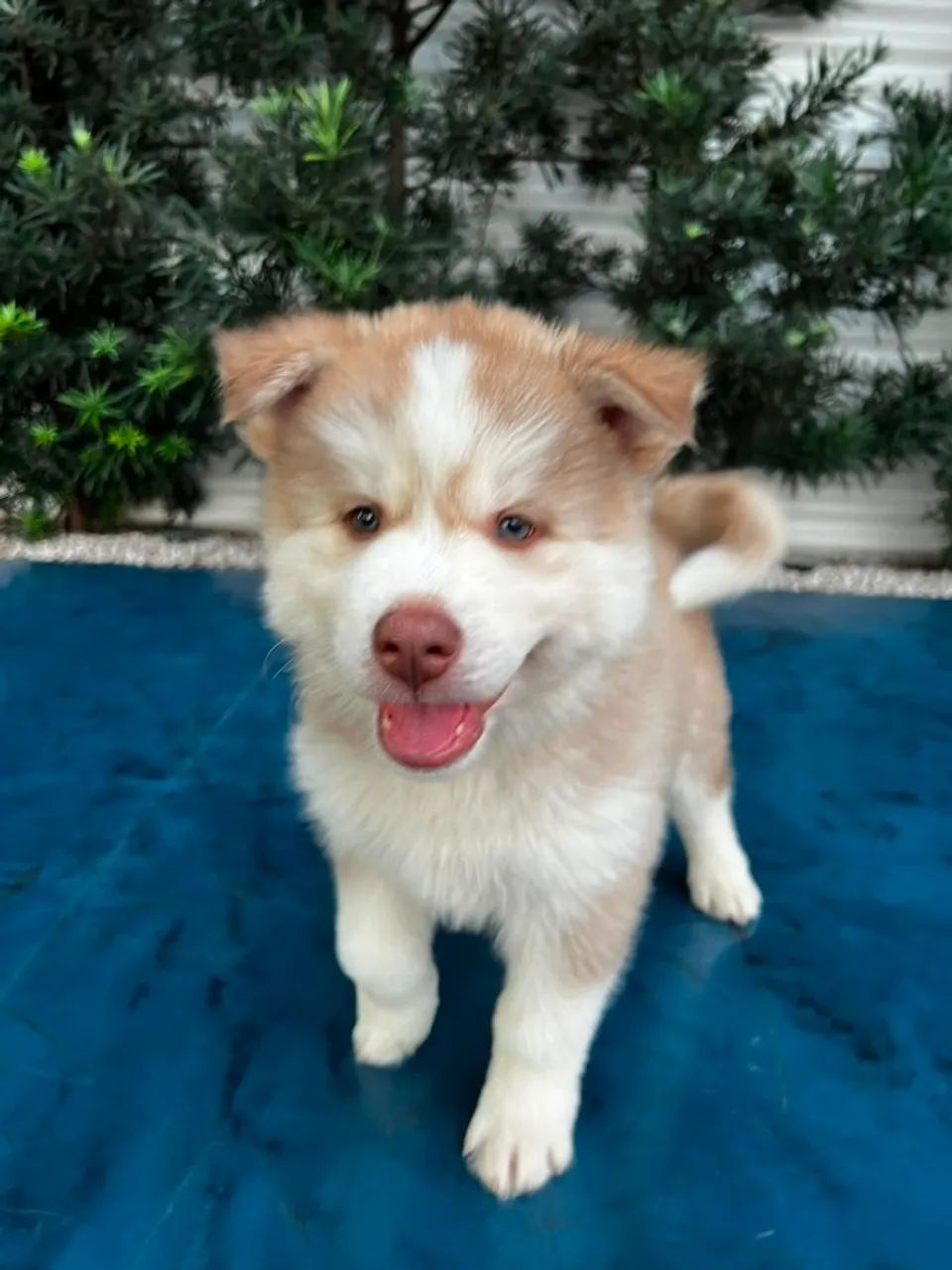 HUSKY SIBERIANO MACHO - Foto 3