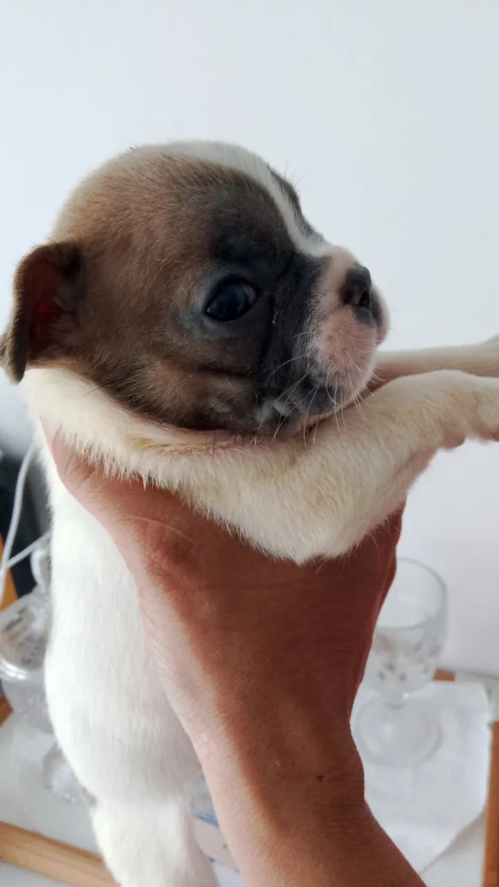 Bulldog francês  - Foto 3