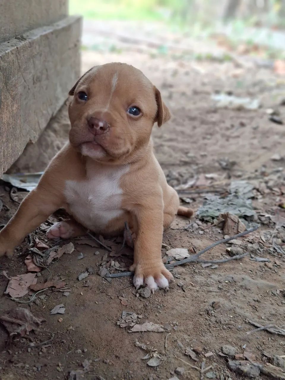 Pitmonster puro - Foto 4