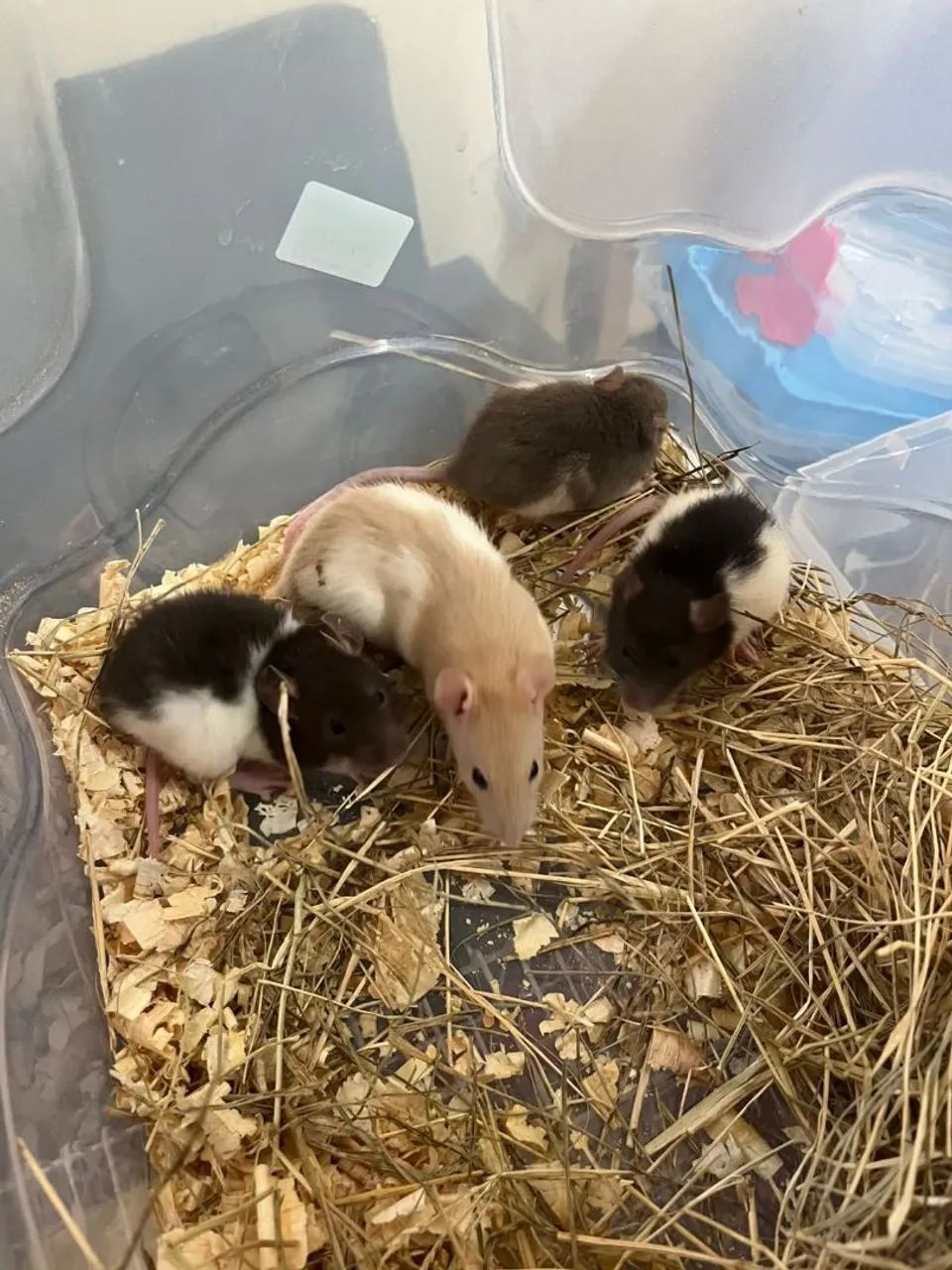 Rato e Hamster 482679753226342403