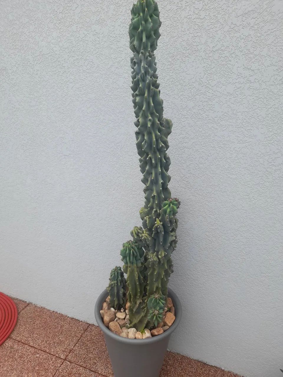 Cactos monstro  - Foto 2