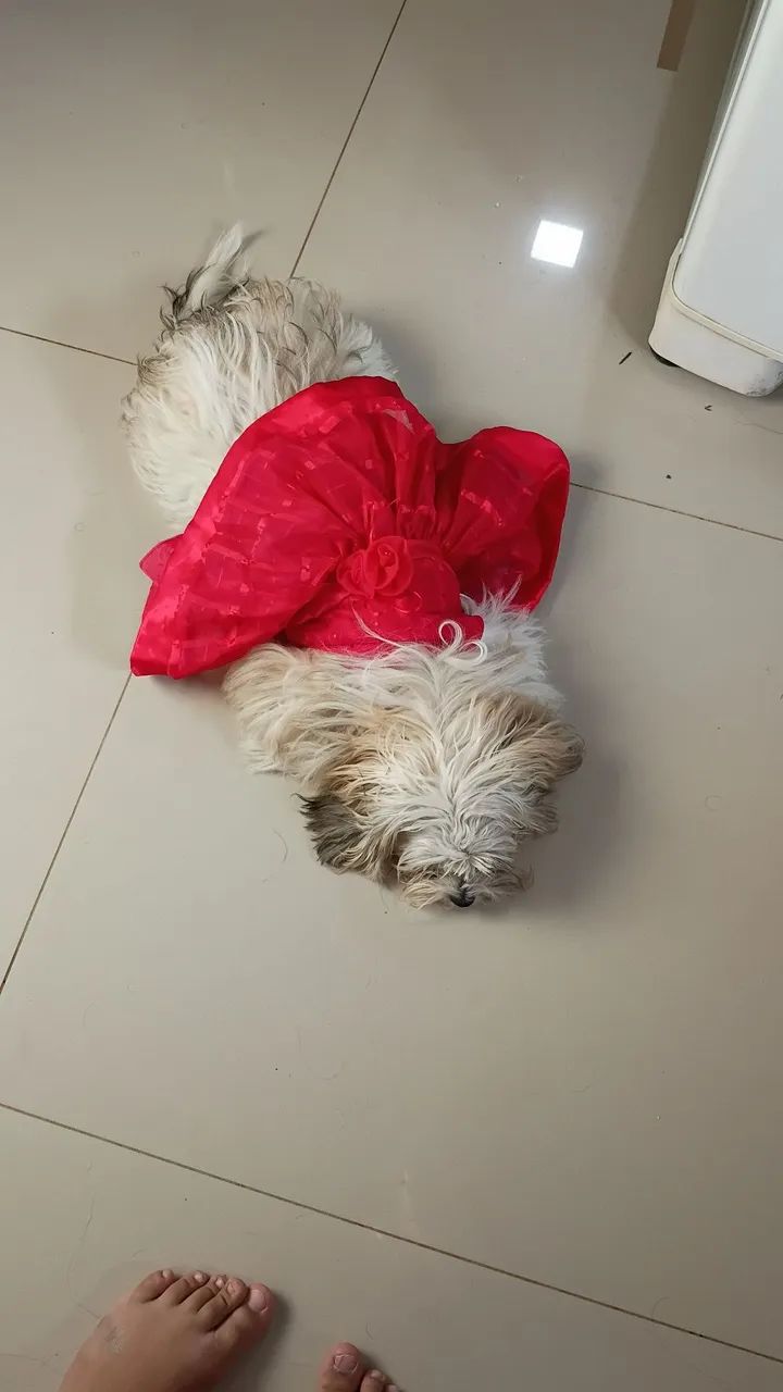 Fêmea para cruzar - Foto 4